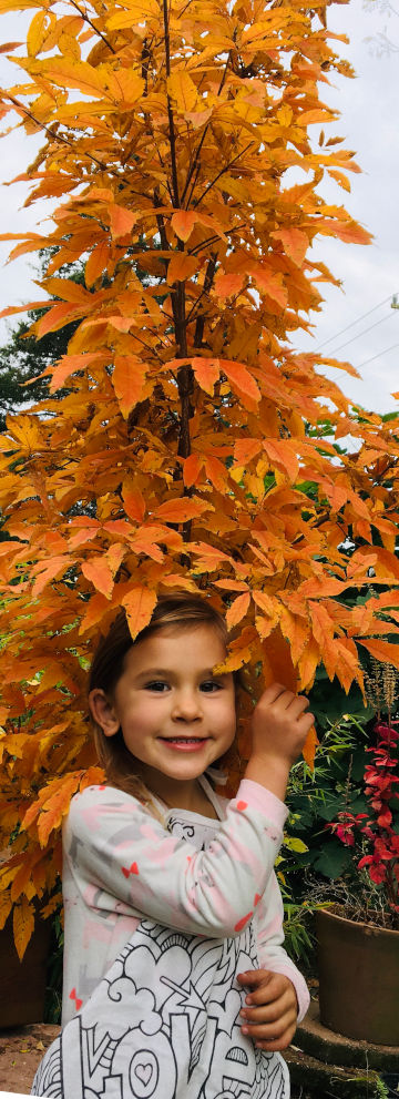 Begoon Tree Service - (540) 867-0288