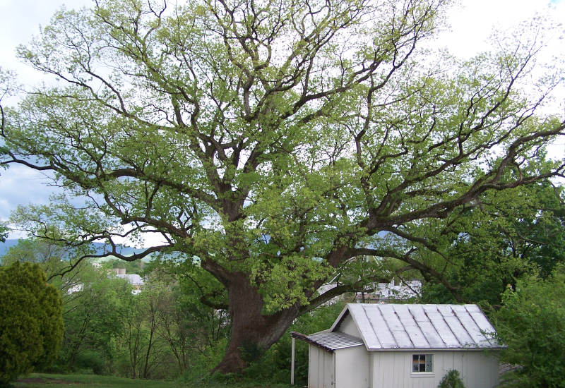 Begoon Tree Service - (540) 867-0288