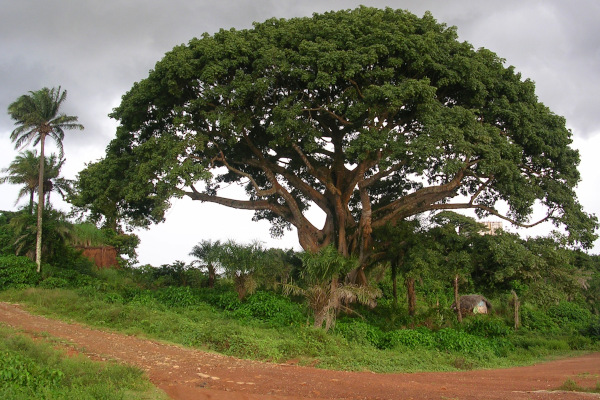 Begoon Tree Service - (540) 867-0288