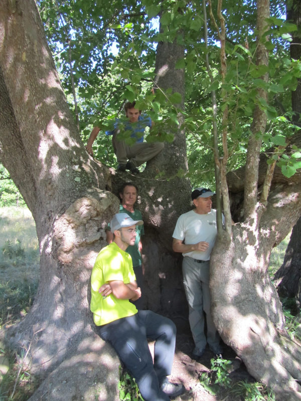 Begoon Tree Service - (540) 867-0288