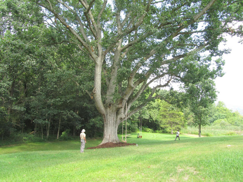 Begoon Tree Service - (540) 867-0288