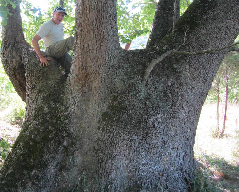 Begoon Tree Service - (540) 867-0288