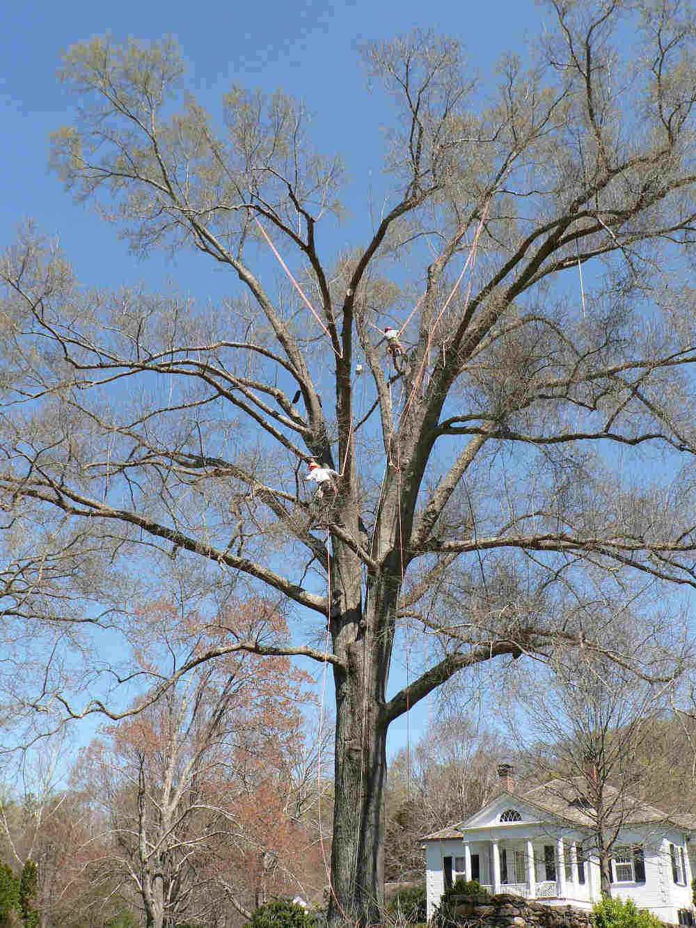 Begoon Tree Service - (540) 867-0288