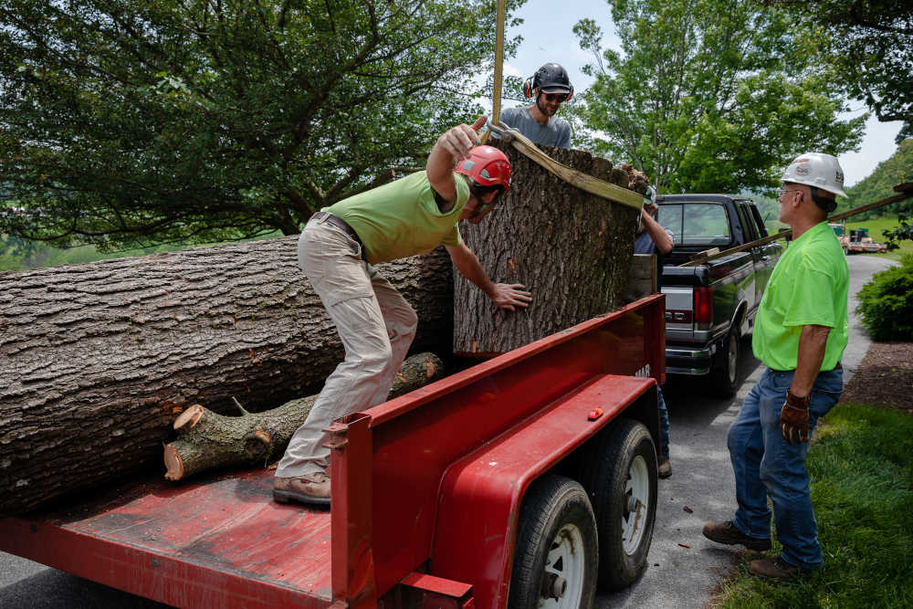 Begoon Tree Service - (540) 867-0288