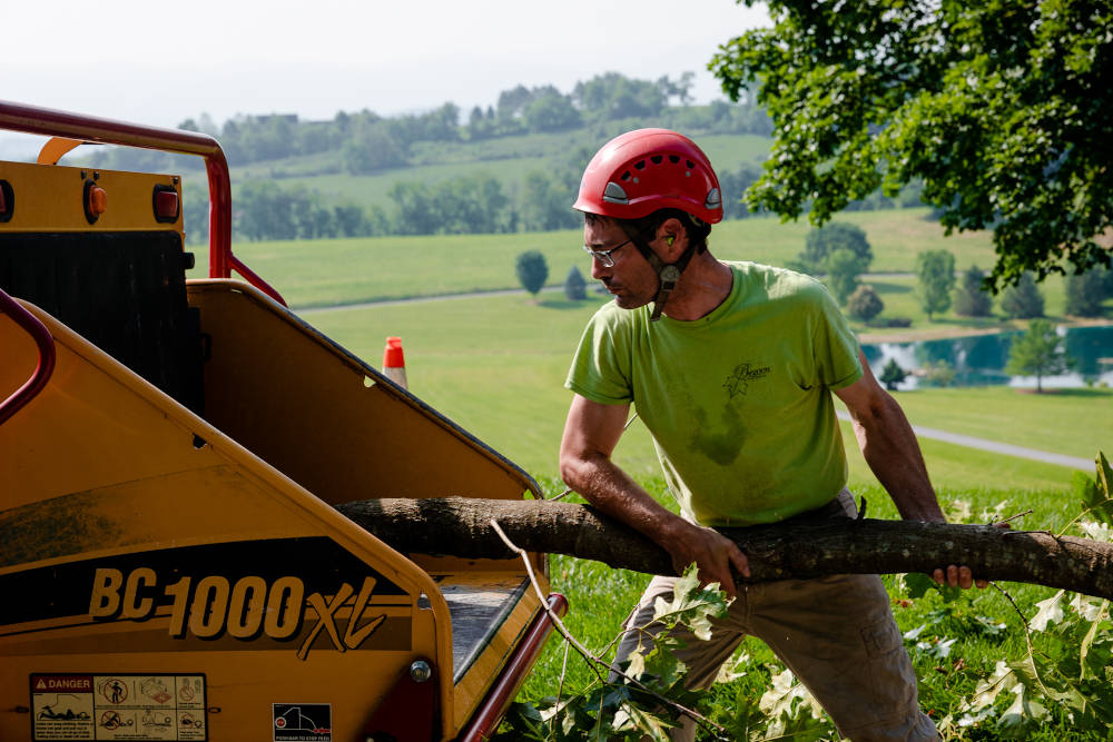 Begoon Tree Service - (540) 867-0288