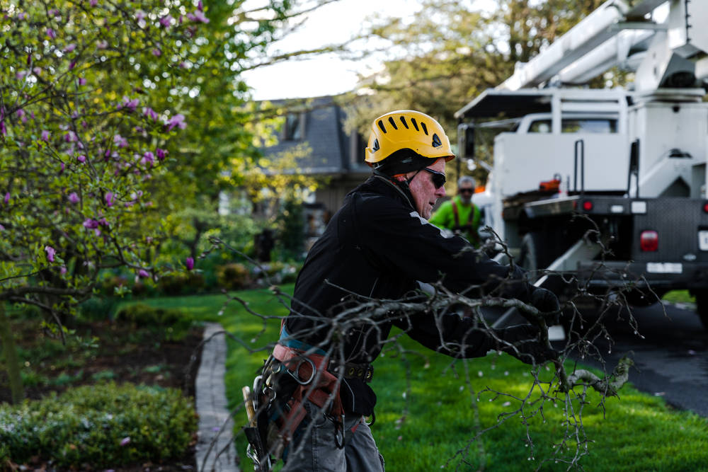 Begoon Tree Service - (540) 867-0288