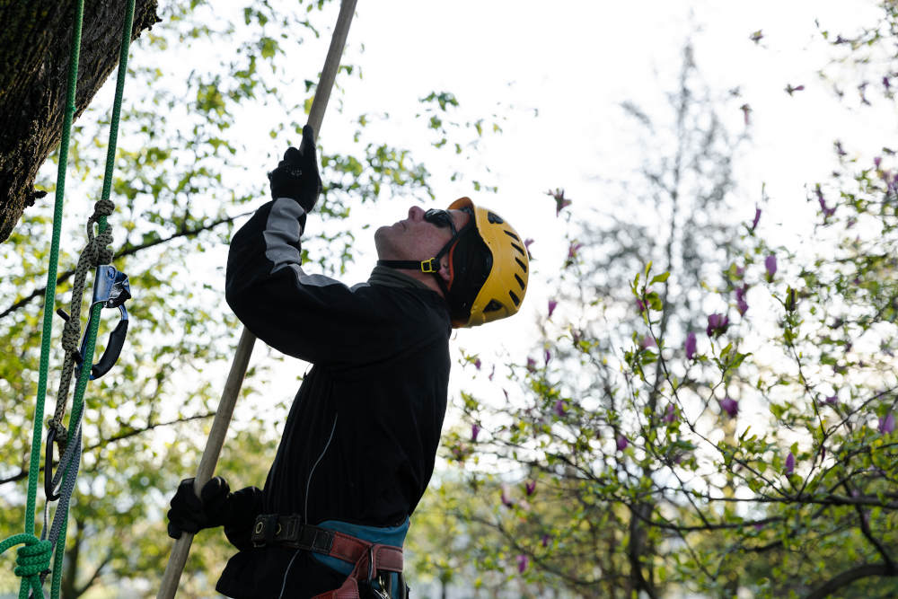 Begoon Tree Service - (540) 867-0288