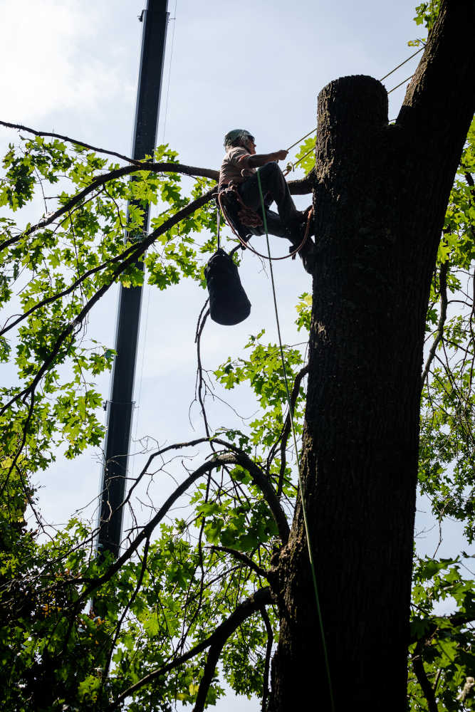 Begoon Tree Service - (540) 867-0288