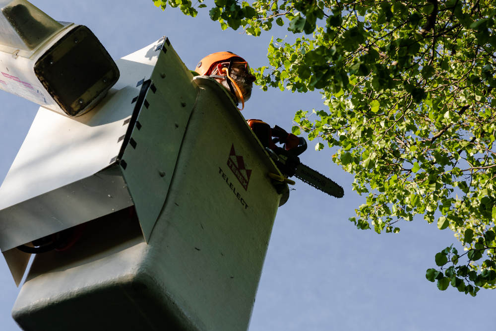 Begoon Tree Service - (540) 867-0288