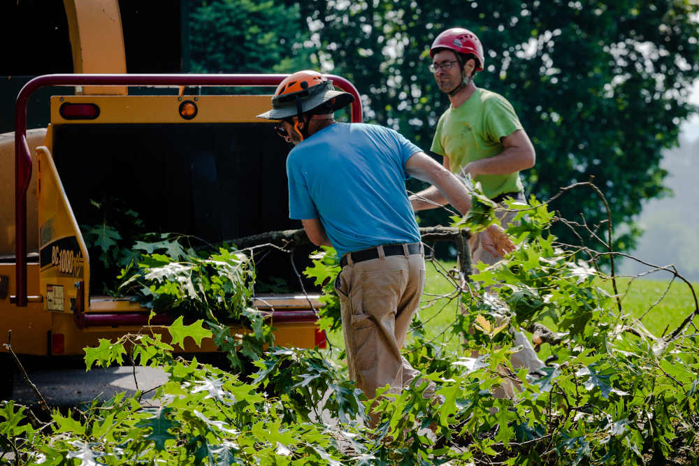 Begoon Tree Service - (540) 867-0288