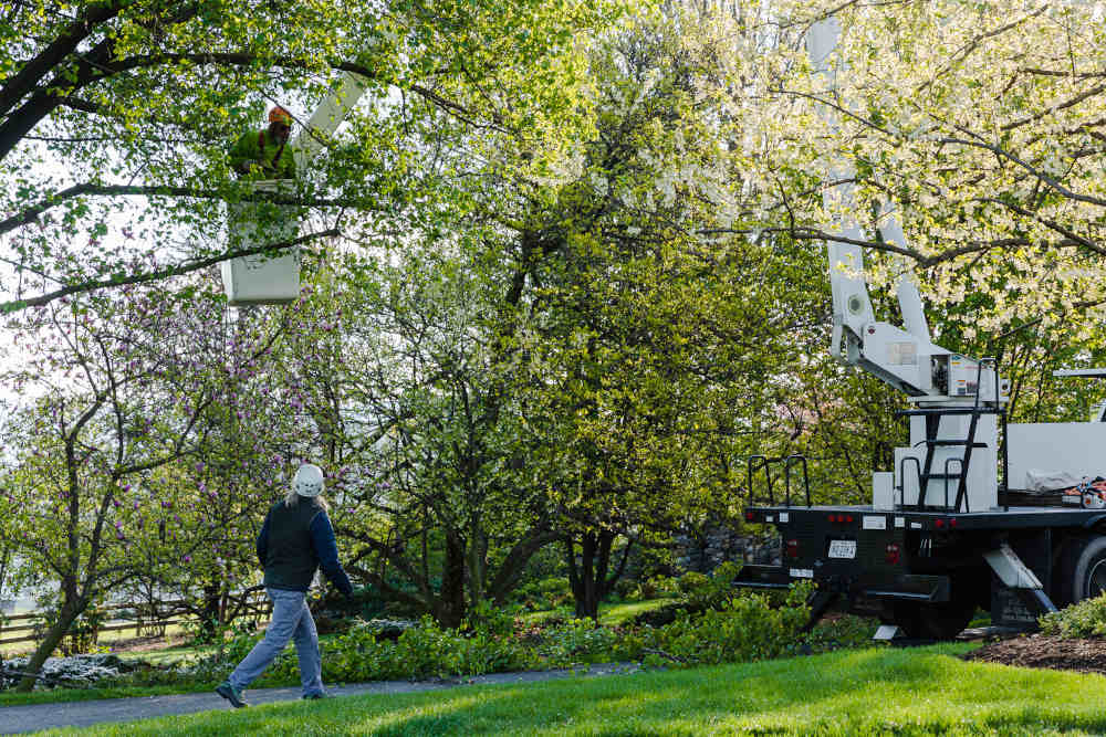 Begoon Tree Service - (540) 867-0288