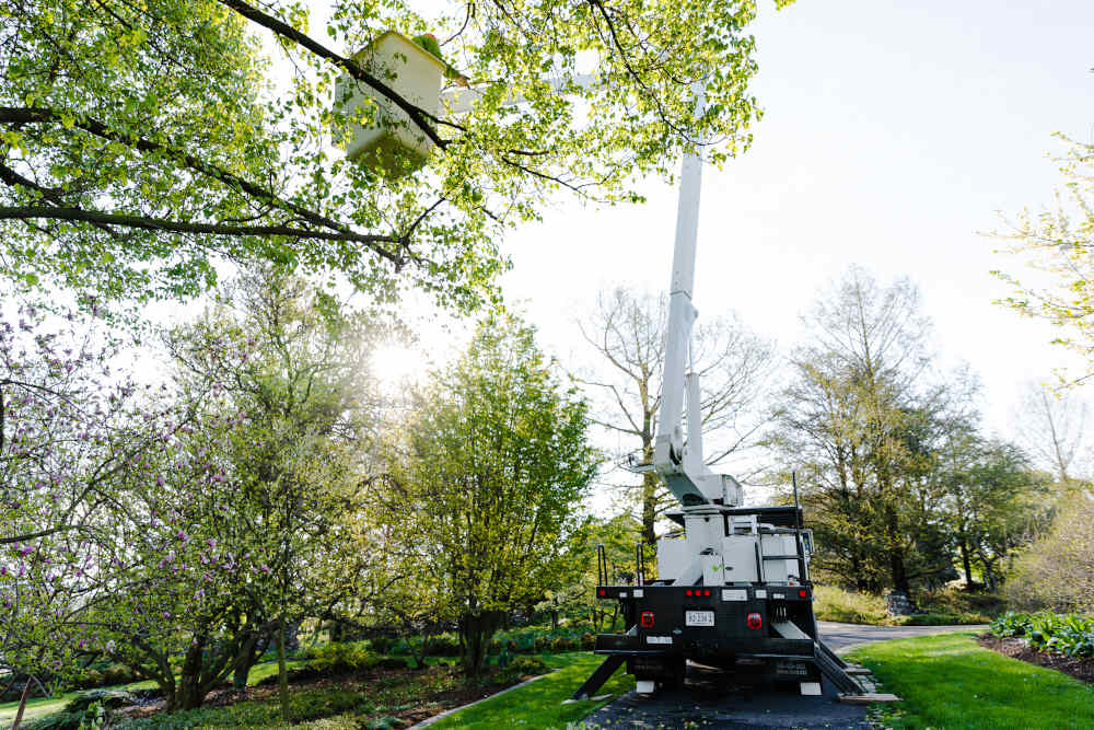 Begoon Tree Service - (540) 867-0288