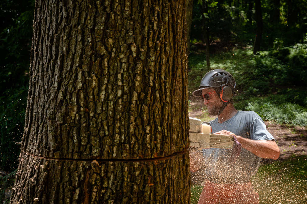 Begoon Tree Service - (540) 867-0288