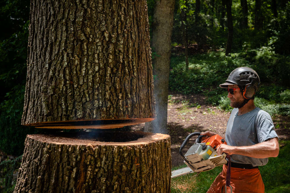 Begoon Tree Service - (540) 867-0288