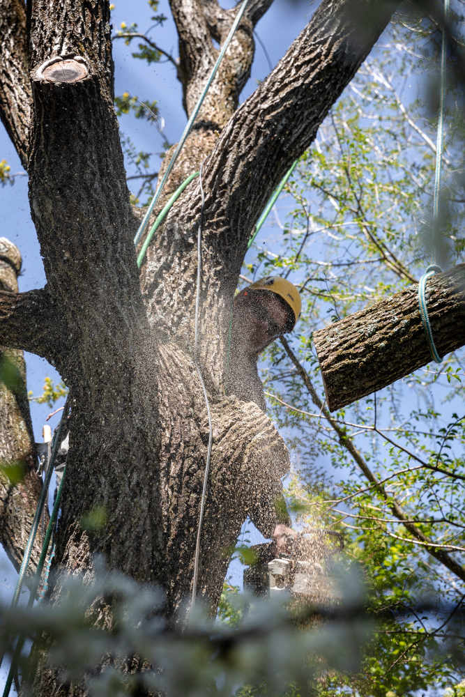 Begoon Tree Service - (540) 867-0288