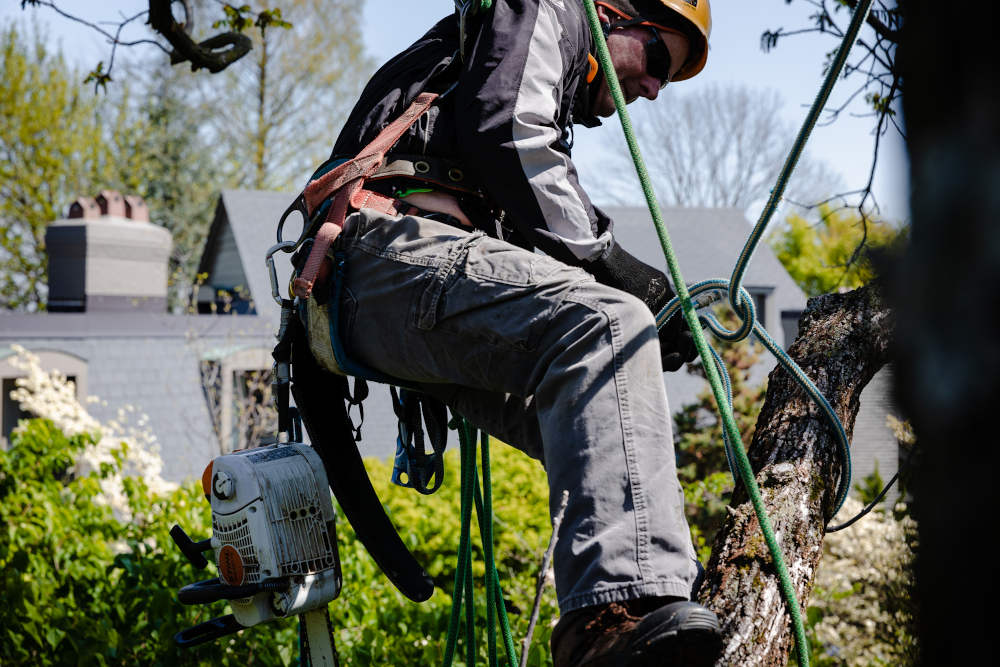 Begoon Tree Service - (540) 867-0288