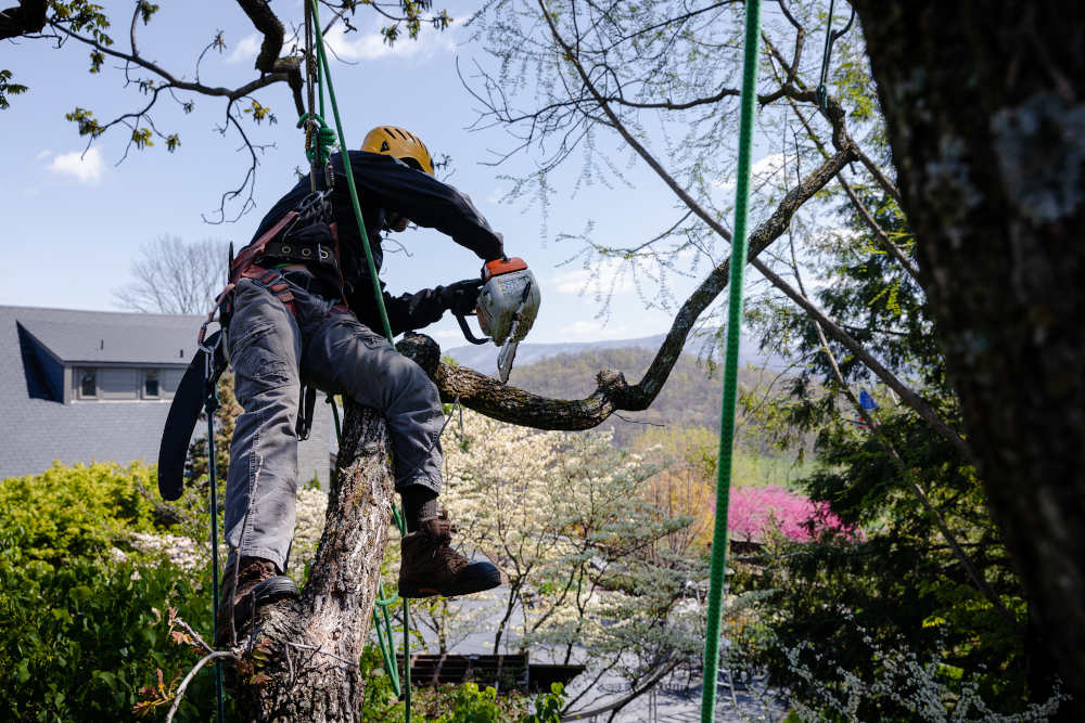 Begoon Tree Service - (540) 867-0288