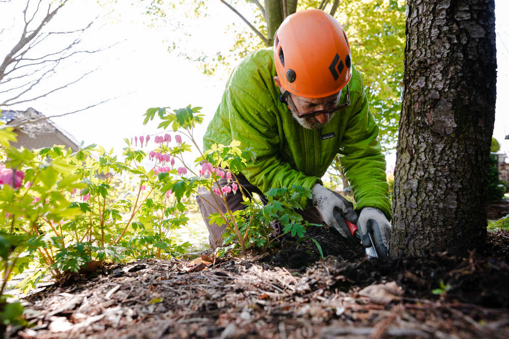 Begoon Tree Service - (540) 867-0288