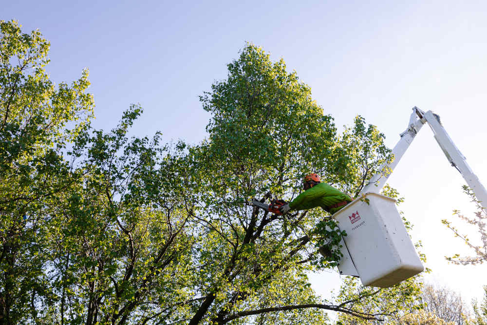 Begoon Tree Service - (540) 867-0288
