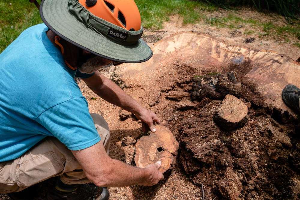 Begoon Tree Service - (540) 867-0288