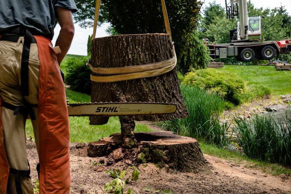 Begoon Tree Service - (540) 867-0288