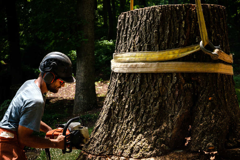 Begoon Tree Service - (540) 867-0288