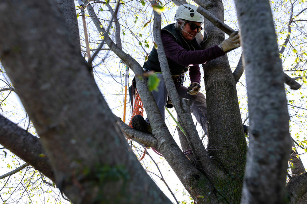 Begoon Tree Service - (540) 867-0288